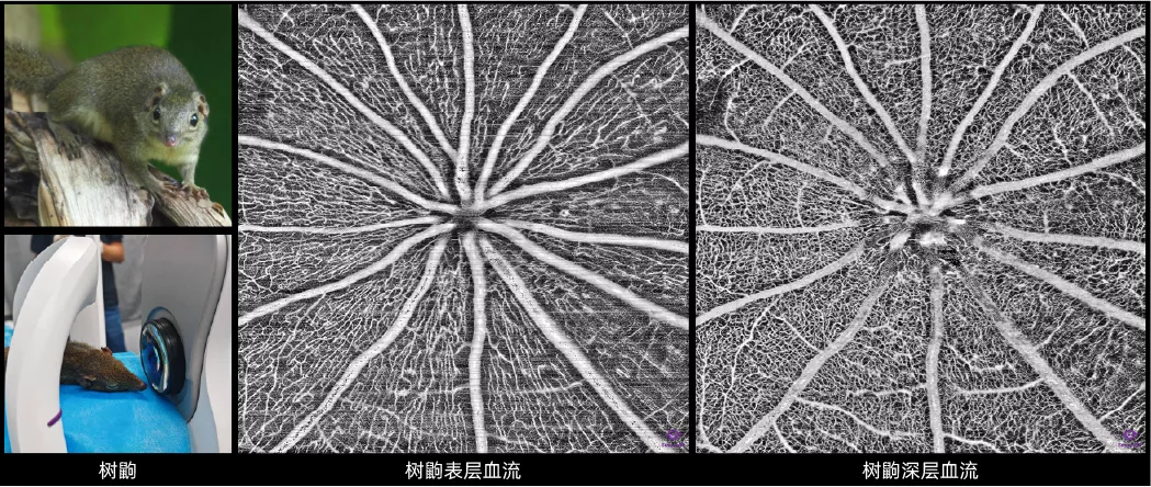 动物实验-树鼩