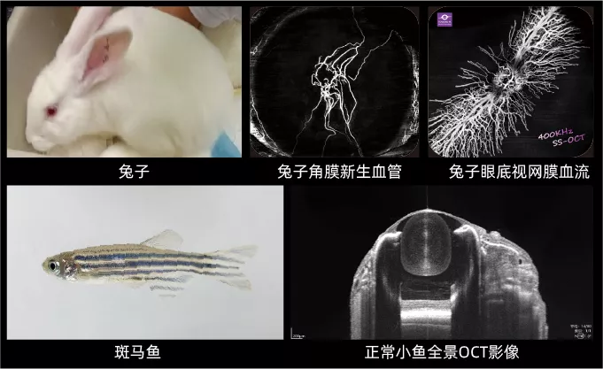 动物实验兔子与斑马鱼