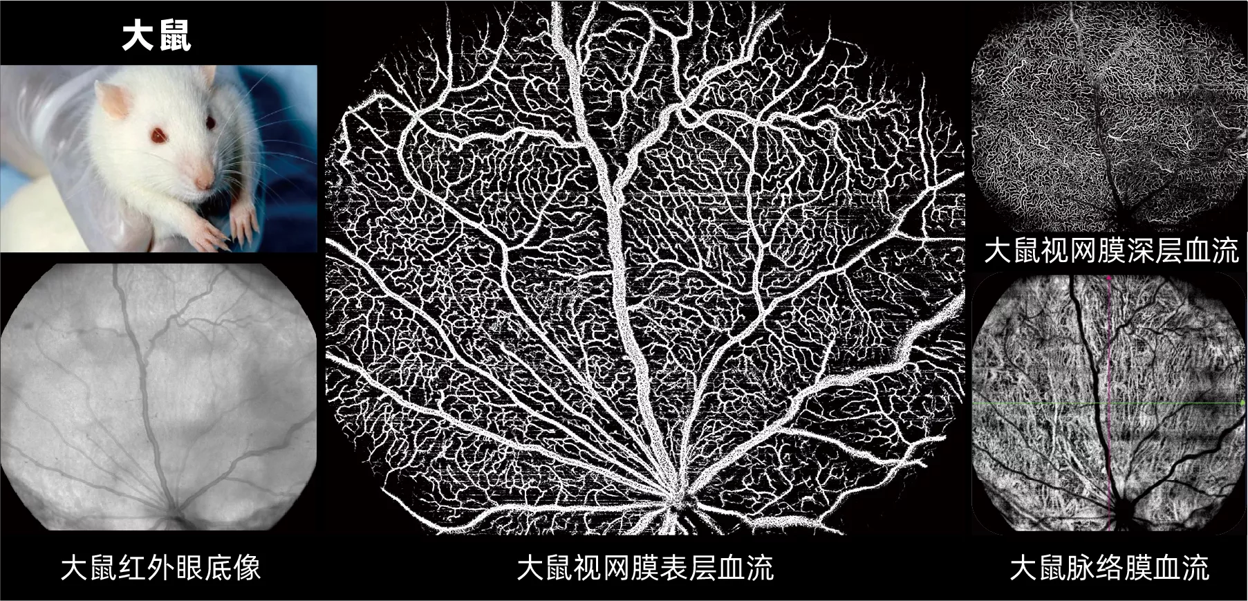动物实验-大鼠