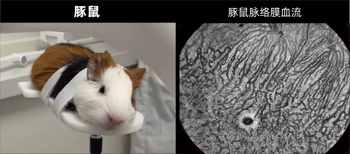 动物实验-豚鼠