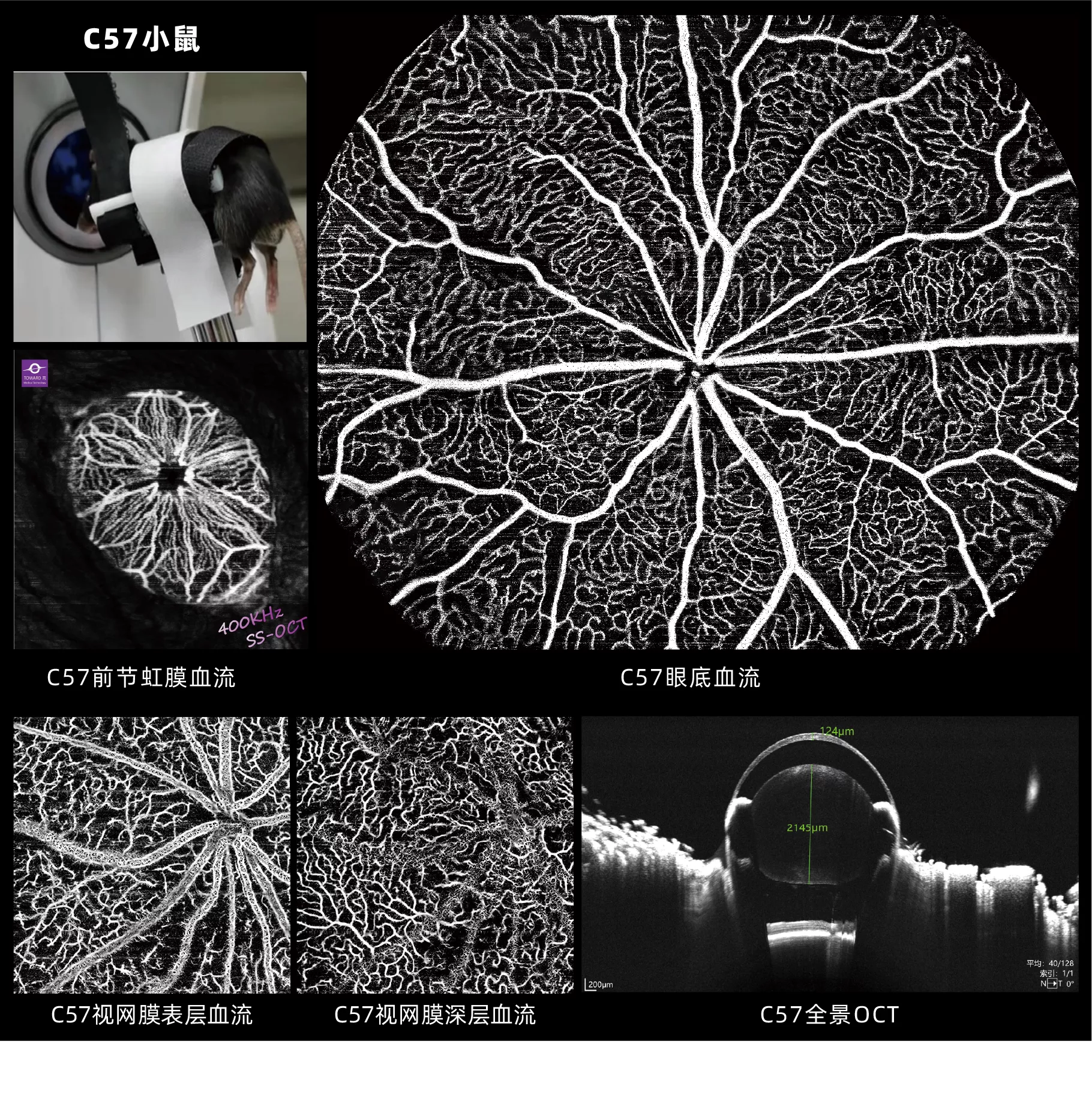动物实验-C57小鼠